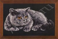 риолис_серый кот.jpg