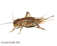 сверчок домовый.png