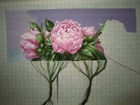 Пионы 18 мая.jpg