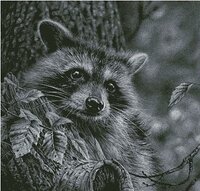 Пушистый бандит.jpg