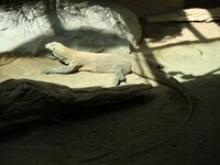 комодский дракон.jpg