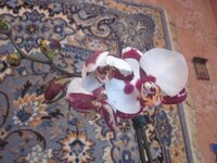 Изображение 33083.jpg