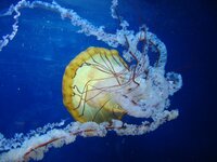 самые ядовитые медузы.jpg