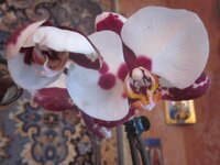 Изображение 33085.jpg