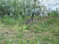 Изображение 1302.jpg