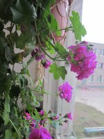 Изображение 1542.jpg