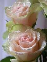 Леврон Розички.jpg