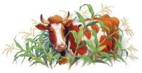 the cows in the corn field.JPG