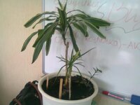 Драцена и от тещи пальма.jpg