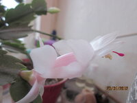 Изображение 32545.jpg