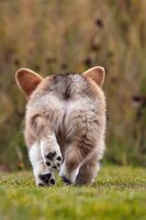 Попа с ушами.jpg