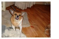 Нора рычит.jpg