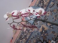 Изображение 33235.jpg