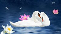 353503__swan-sweethearts_p.jpg