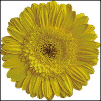 гербера желтая исправлено 20цв.jpg