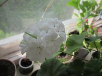 Изображение 1180.jpg