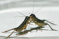 бой сверчков.png