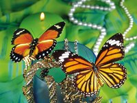 37_Beautiful_Butterflies_Windows_7_free_wallpaper.jpg
