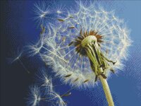 Одуванчик от Ющук (РМ).jpg