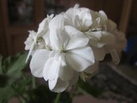 Изображение 1120.jpg