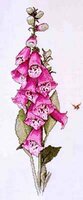 SL #41 Foxgloves.jpg