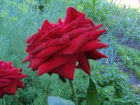 форум розы 9.jpg