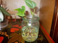 Изображение 287932.jpg