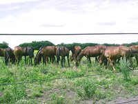 Конзавод Молдодняк.jpg