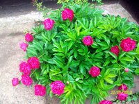 Последнее 003.jpg