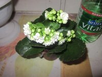 Изображение 2884.jpg