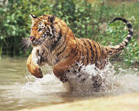 Прыжок тигра.jpg