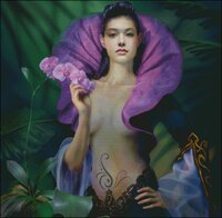Purple Orchid.jpg