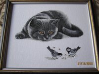 Кот-наблюдатель Алисена.jpg