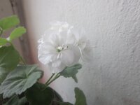 Изображение 31437.jpg