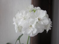 Изображение 31943.jpg