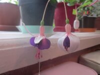 Изображение 520.jpg