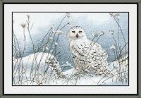 47790893_Dim_35221_Northwind_Owl.jpg