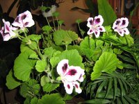 Королевская герань.jpg