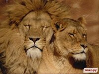 лев и львица.jpg
