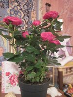 Изображение 1444.jpg