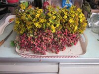 Изображение 1290.jpg