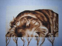 Кокер 1 марта.jpg