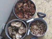 Изображение 1553.jpg