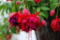 Regnar Hansen (новинка из Бельгии).jpg