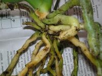 orhideya-korni 3.jpg