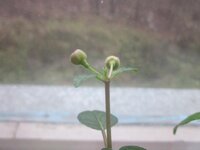 Изображение 511.jpg