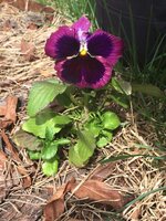 Фото 20.05.17, 12 44 54.jpg