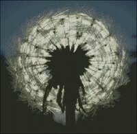 одуванчик  ночью.jpg