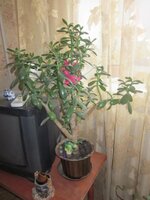 Изображение 1177.jpg