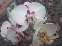 Изображение 294.jpg